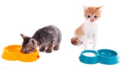 猫可以喝酸奶吗（猫可以吃酸奶吗）