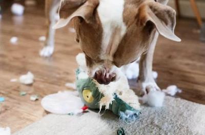 狗狗恨透主人的十种表现