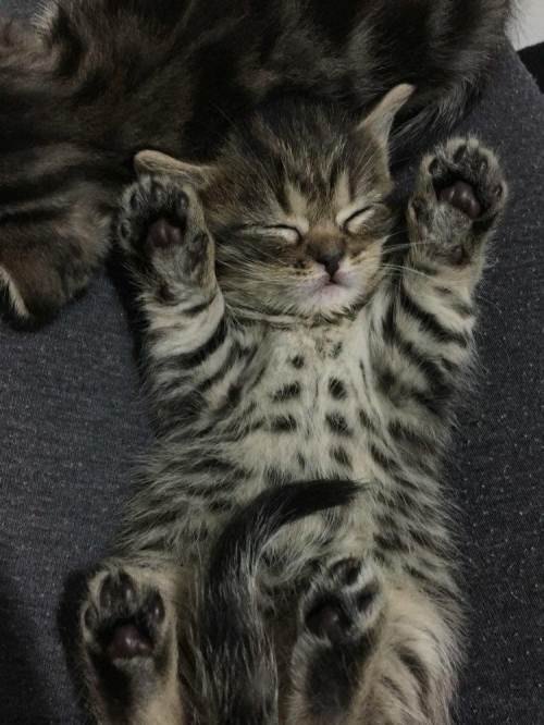 鱼骨纹和虎斑纹区别 鱼骨纹虎斑猫对比照