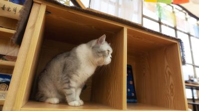 猫咪吐黄水不吃食怎么办(猫咪吐毛球和黄水怎么办)