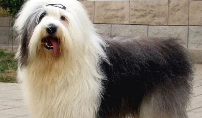 英国古代牧羊犬的眼部护理小知识