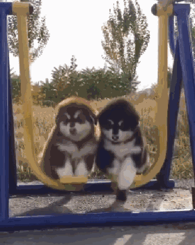 分享五个饲养阿拉斯加犬的理由（阿拉斯加犬好养吗）