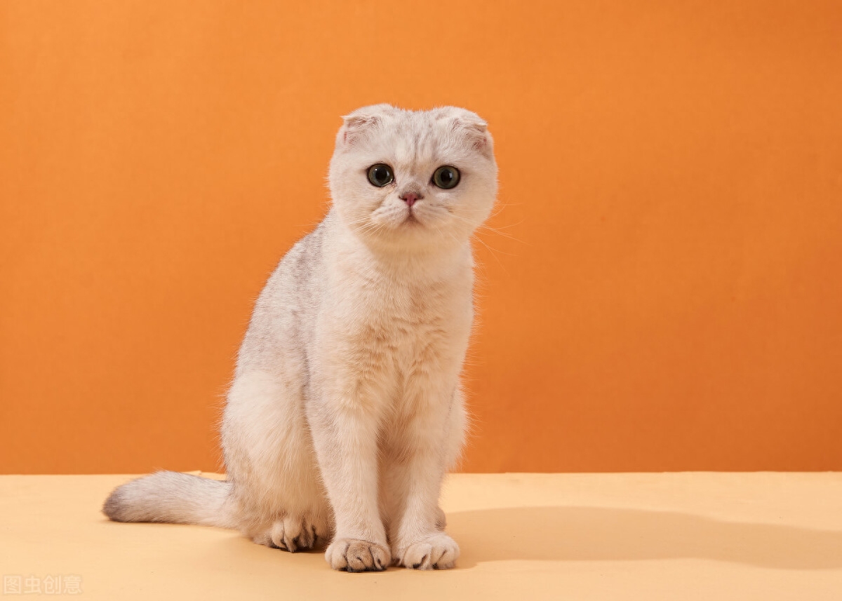 受人追捧的银渐层为何不建议养（附：千万别养银渐层）