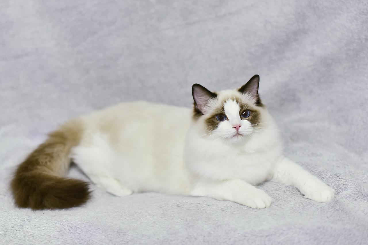 猫的图片大全大图侧面（看图识小猫猫品种大全）