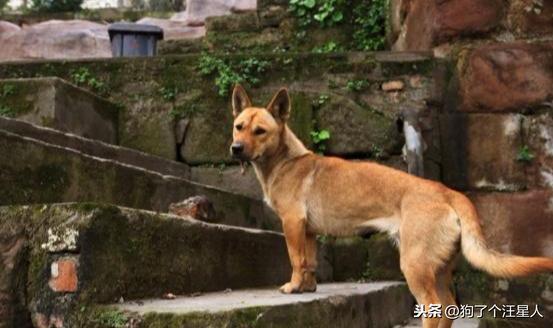 中华田园犬怎么养（养中华田园犬的注意事项）