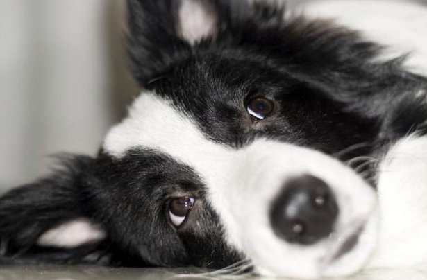 边境牧羊犬有多聪明？不只会放羊，还能救人命！