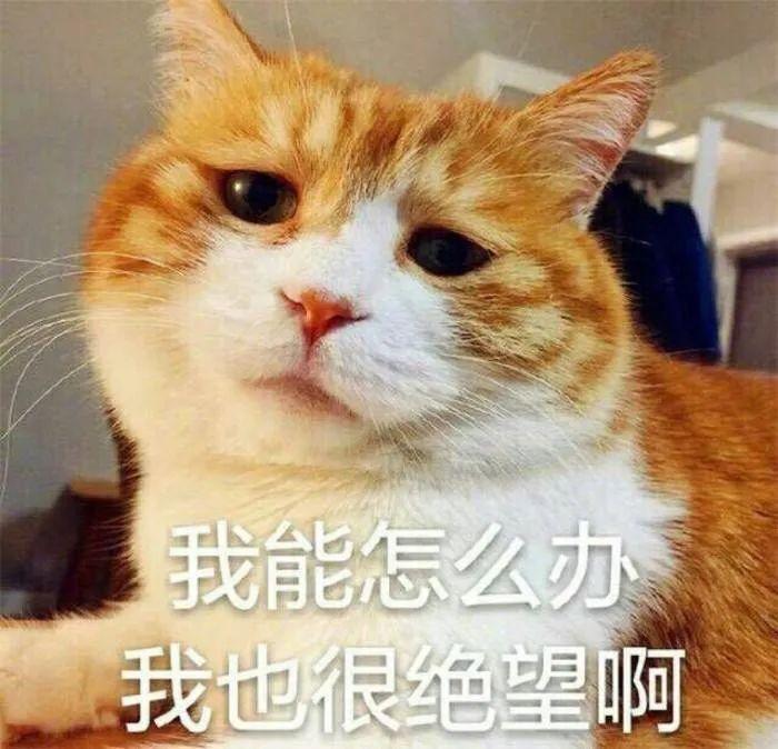 不掉毛的猫品种介绍（暹罗猫掉毛吗）