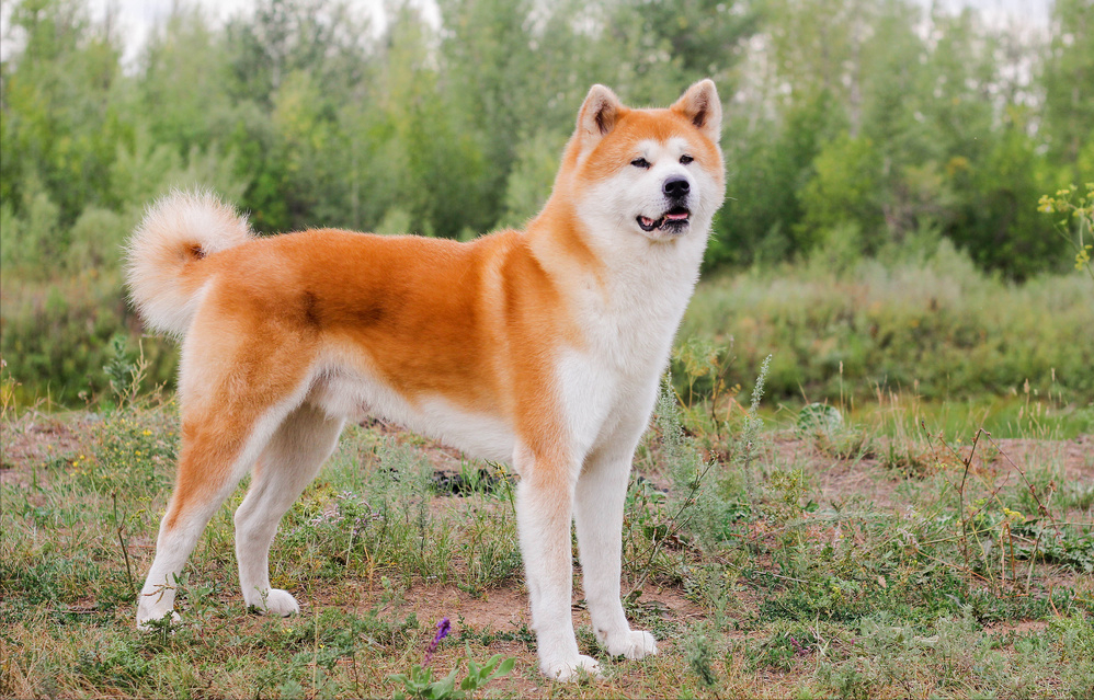 日本名犬秋田犬价格一栏表（秋田犬多少钱一只）