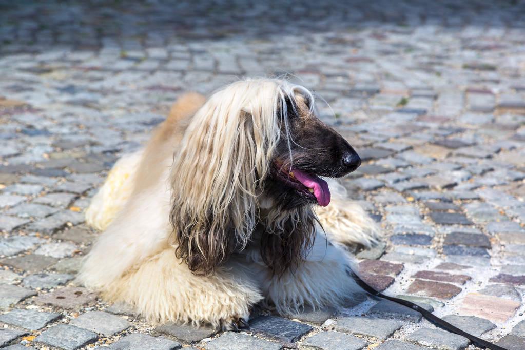 了解阿富汗犬禁养的原由（阿富汗犬好养吗）