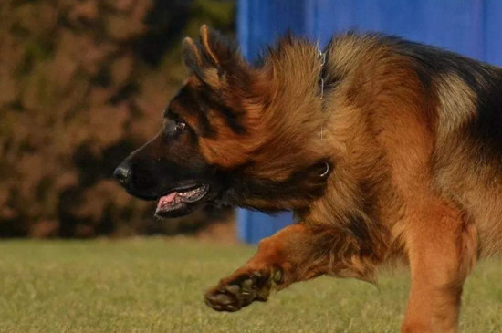 了解养德牧的几个坏处（附：刚开始养德牧就后悔？）