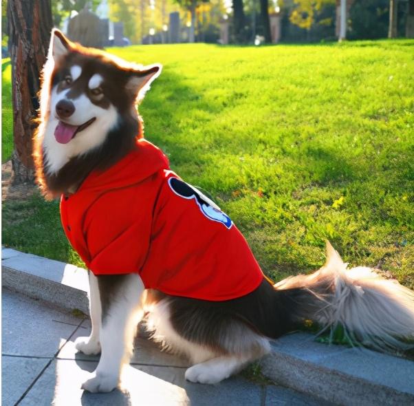 阿拉斯加饲养正确方法（阿拉斯加犬怎么喂养）