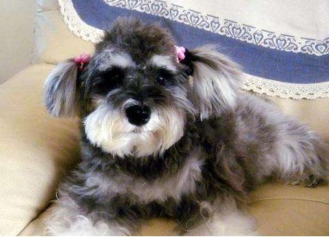 带你取老头狗的别名（长的像小老头的狗叫什么）