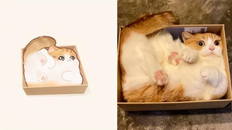 治愈人的猫咪图片合集（盘点抖音最火的猫猫头像）