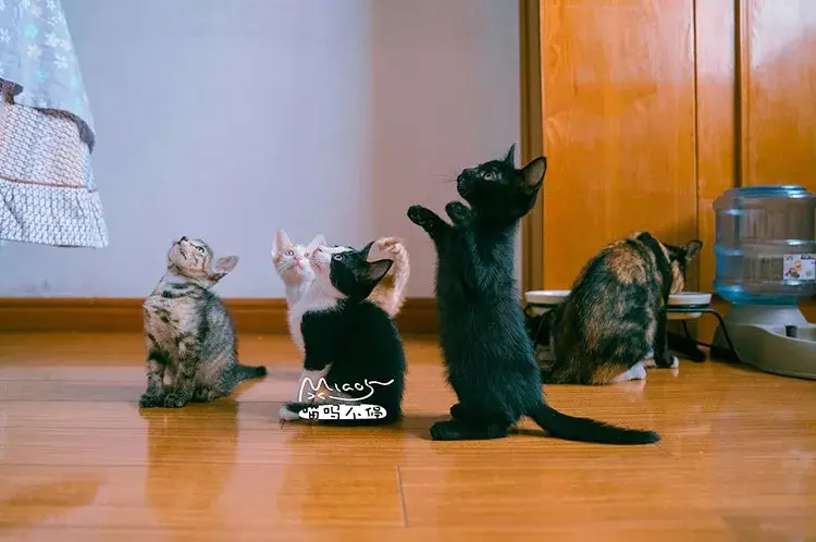 萌猫图片大全（猫咪图片可爱又呆萌）