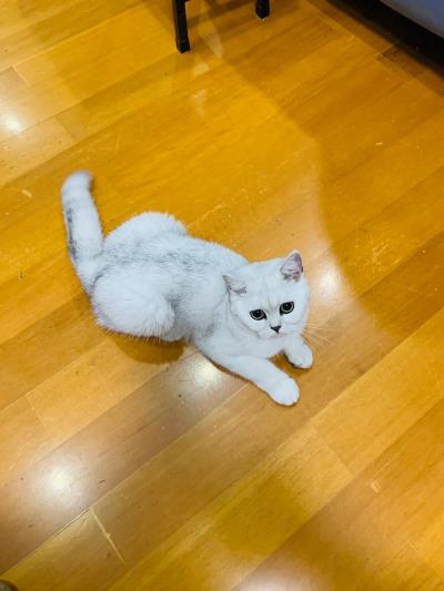 猫可以吃玉米吗(小猫咪喜欢吃玉米)