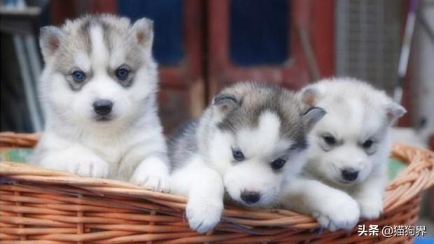 哈士奇幼犬怎么喂养（详解：哈士奇正确饲养方法）