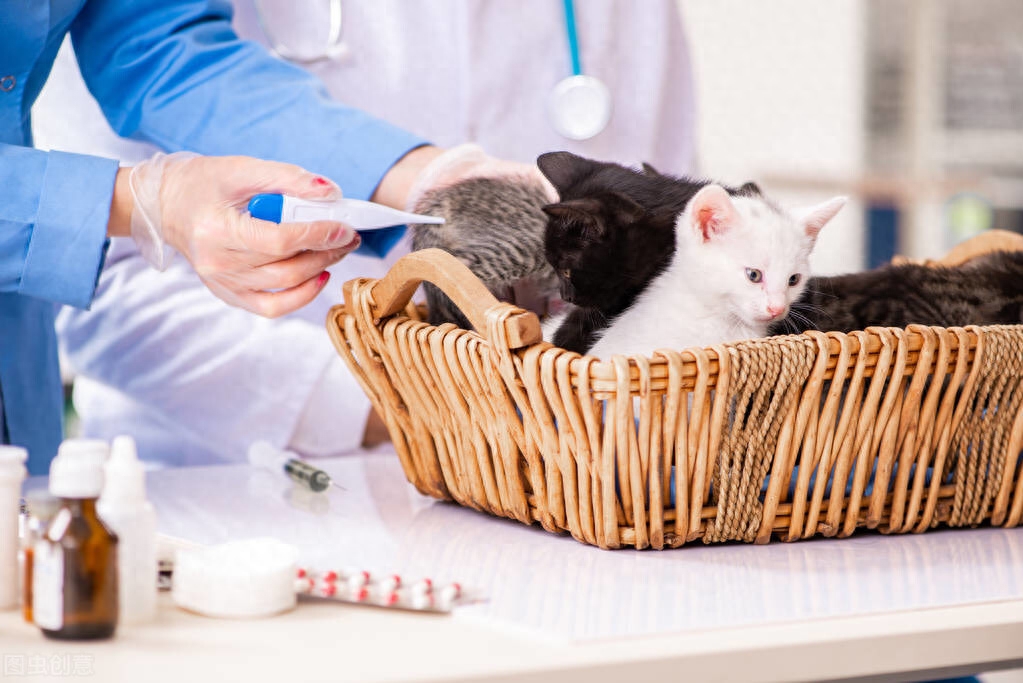 猫咪体温多少正常（注意：猫咪正常体温比人类稍高）