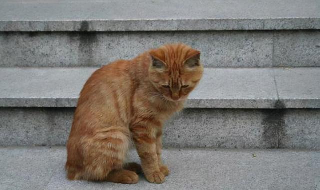 什么情况下猫咪才会断尾