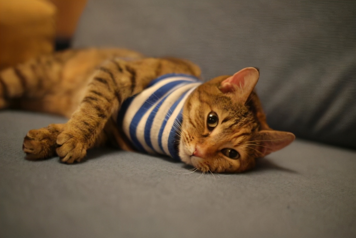 公猫不绝育可以吗(详解:养公猫不绝育有何坏处呢)