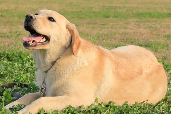 建议家养的大型犬清单(介绍1-10名温和而亲切的大型犬种)
