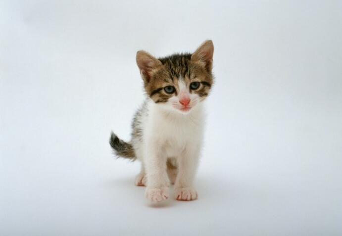 你很了解猫？下面这12个关于猫咪的冷知识你都知道吗？