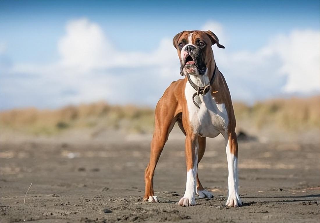 为何养“拳师犬”的人越来越多（附：拳师犬图）