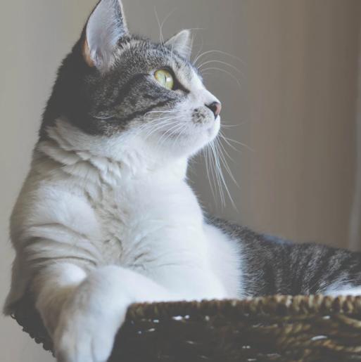 成年猫突然乱拉屎是什么原因