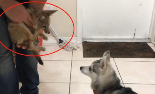 主人带回家一只狐狸，结果二哈闻了好久，感觉气味有点不对 