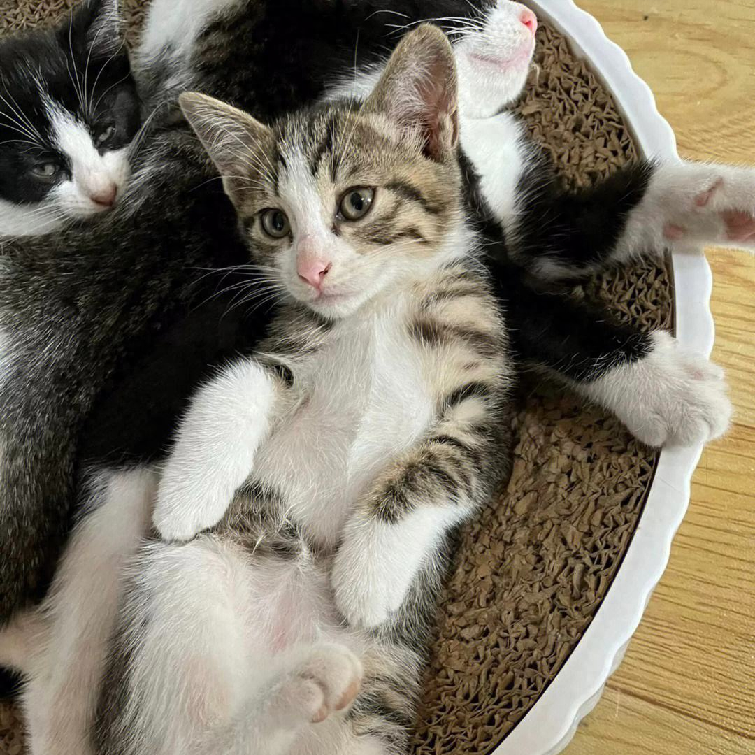 为何“中华田园猫”会被歧视（附：把土猫当宠物养的人都是傻子）