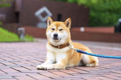 狗狗拉稀吃什么食物好