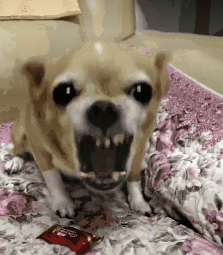 吉娃娃为何暴躁（了解吉娃娃特凶的原因）