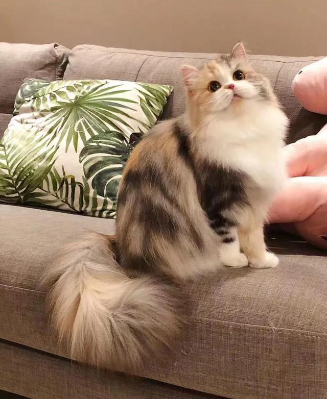 纯白高地猫好养吗(纯白高地猫优缺点)