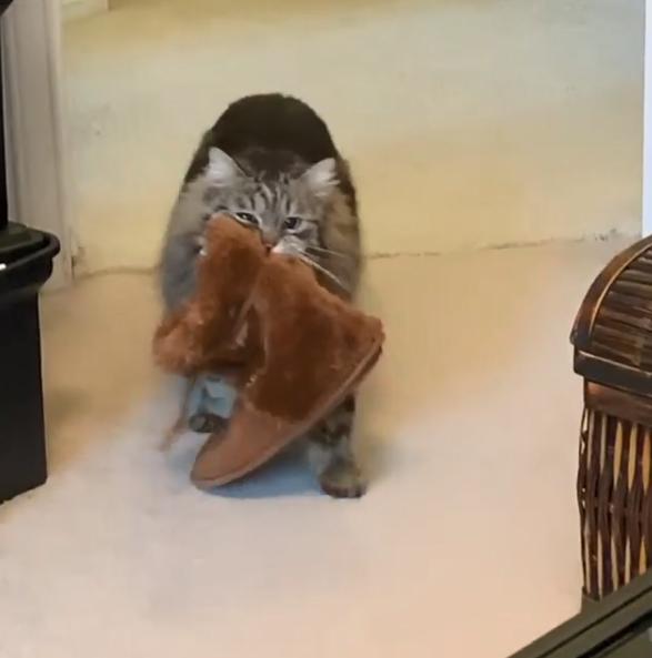 长毛狸花猫是什么品种(长毛狸花猫多少钱一只)