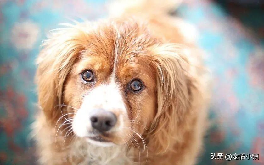 家里或宠物有跳蚤如何彻底去除