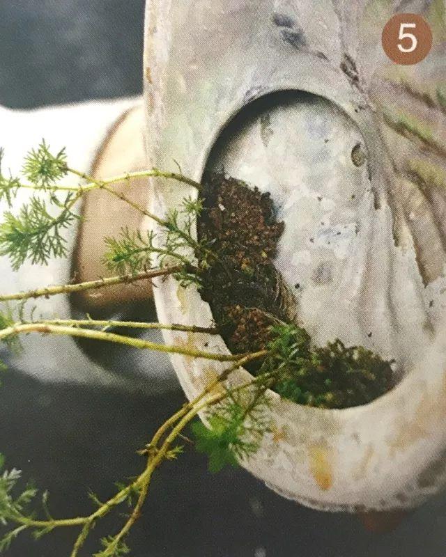 你见过贝壳精灵吗（好看的彩色贝壳精灵介绍）