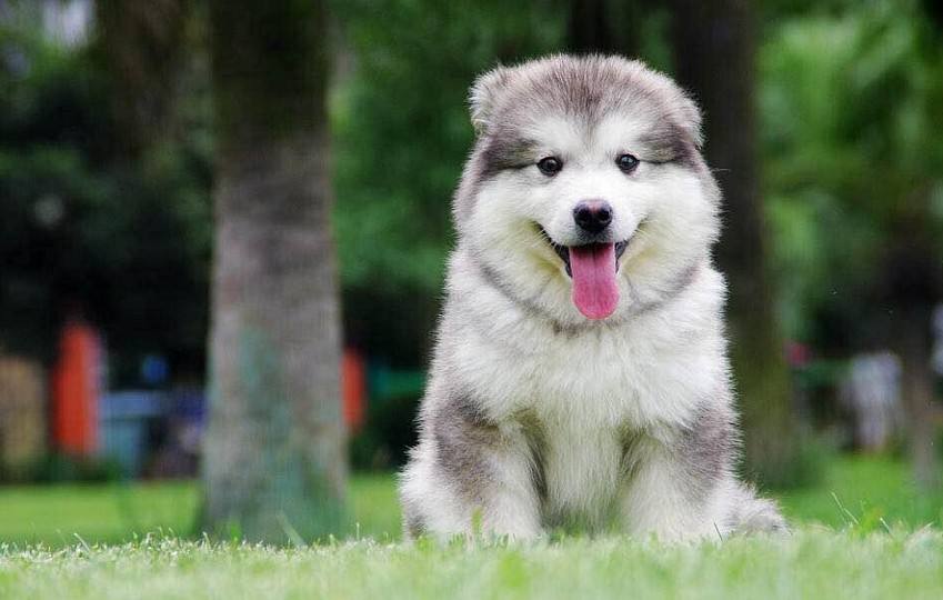 训练阿拉斯加犬详细教程(怎么训练阿拉斯加犬)