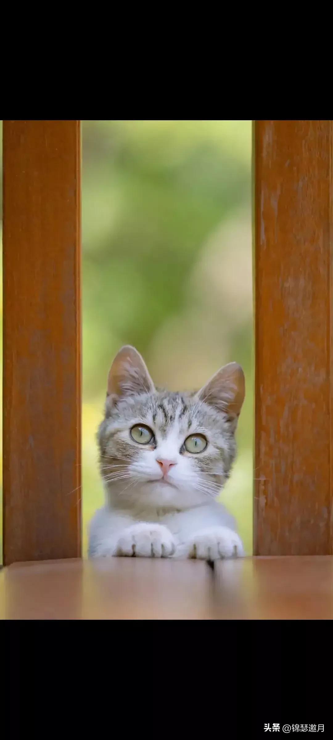 猫图片大全可爱（分享图片可爱的猫猫）