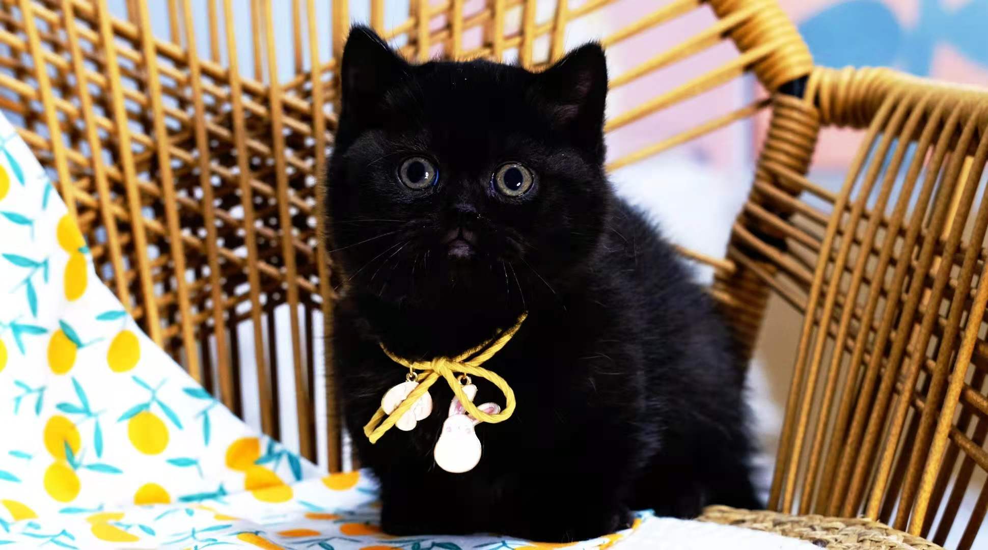 漂亮的曼基康猫好养吗(详解:养曼基康猫的注意事项)