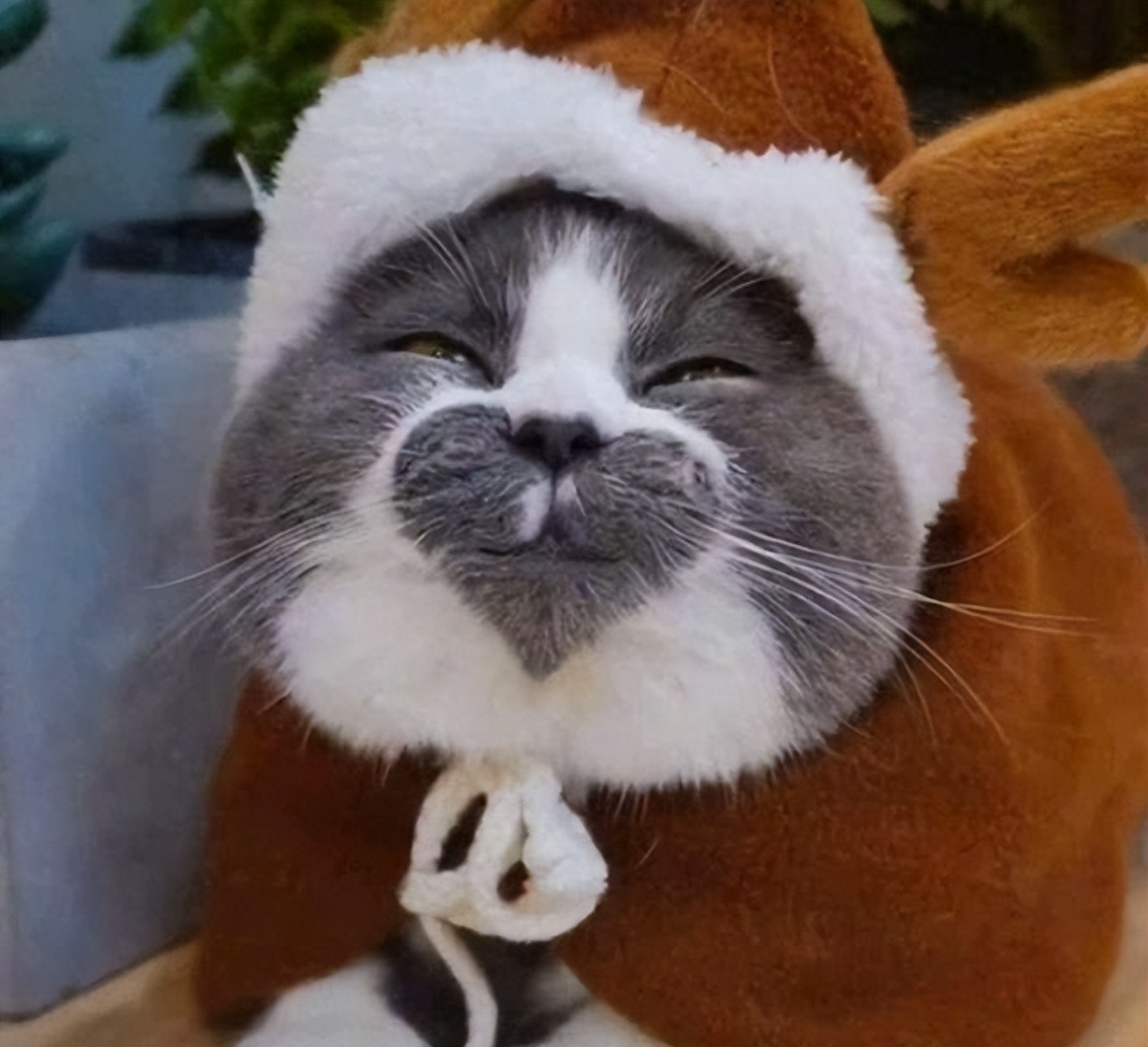 女猫咪高贵洋气的名字有哪些（中国人给猫“取名”气质拿捏得死死的）