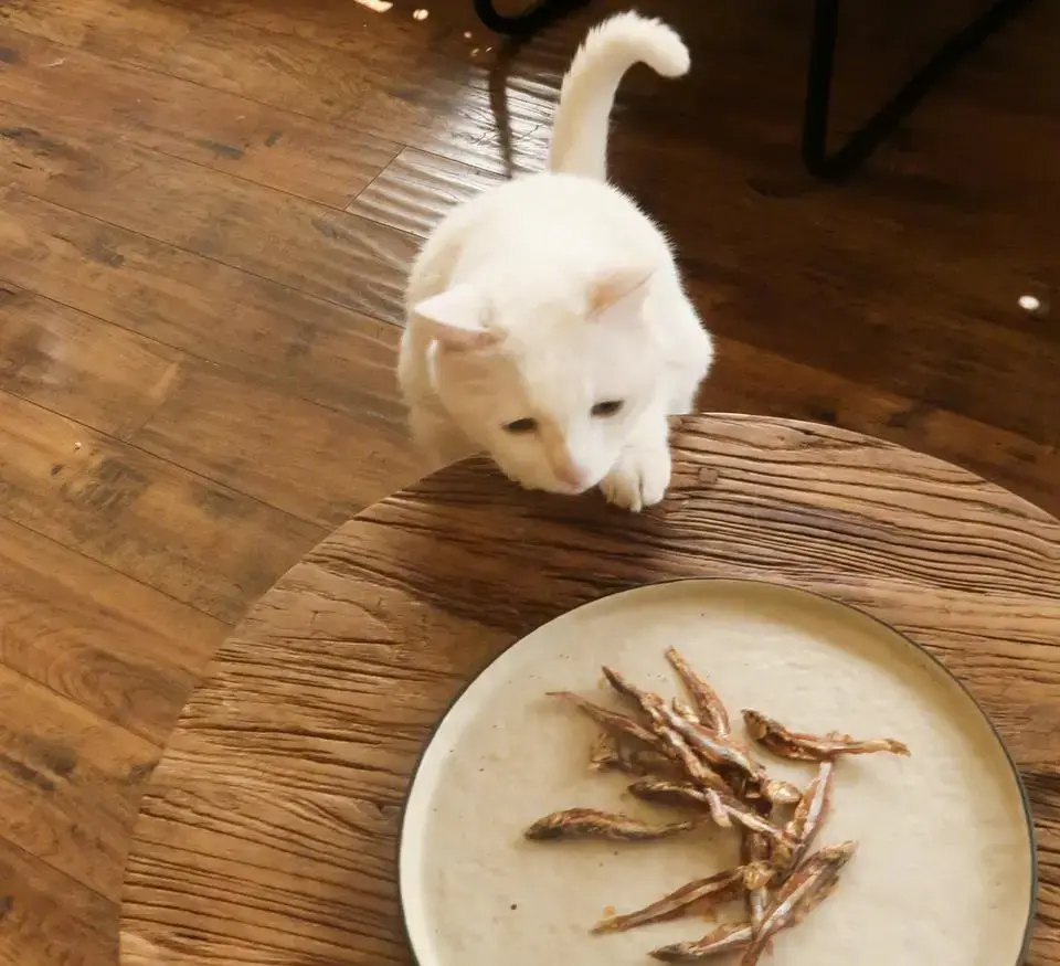 了解猫咪绝不能吃的食物(猫能吃火腿肠吗)