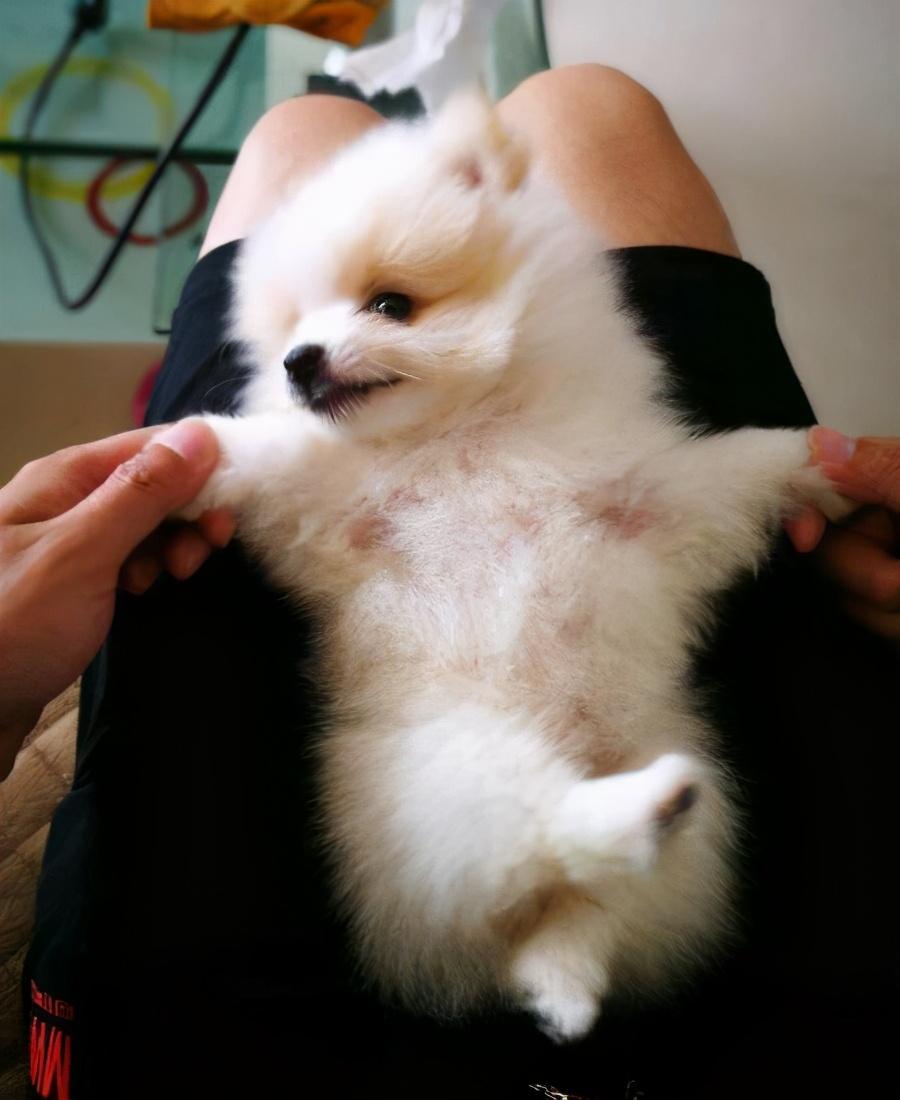 小博美要怎么养呢（新手养博美入门必备知识）