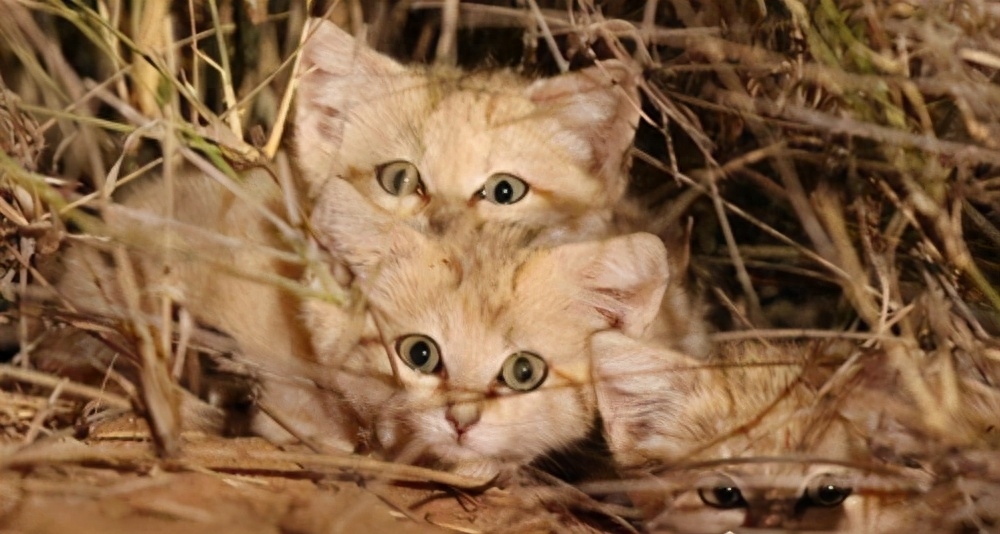 世界十大禁养名猫有哪些（附：不建议养的10种违法猫咪）