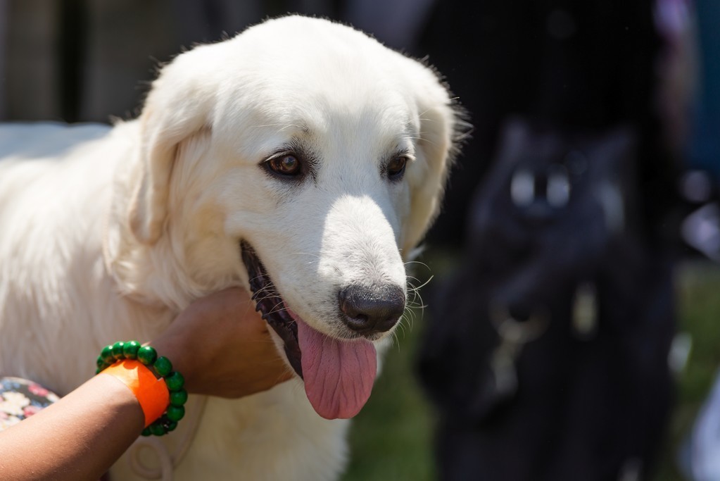 长期与狗狗说话它能听懂人话（附：狗狗的聪明等于人的几岁）