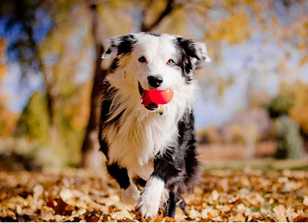 养边牧的7大禁忌(附:养边牧需要注意些什么)