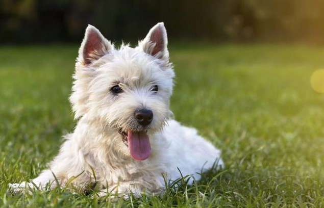 如何养狗狗（新手铲屎官入门必备攻略）