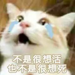 如何防止不绝育公猫乱尿（附：除了绝育能让猫不乱尿的妙招）