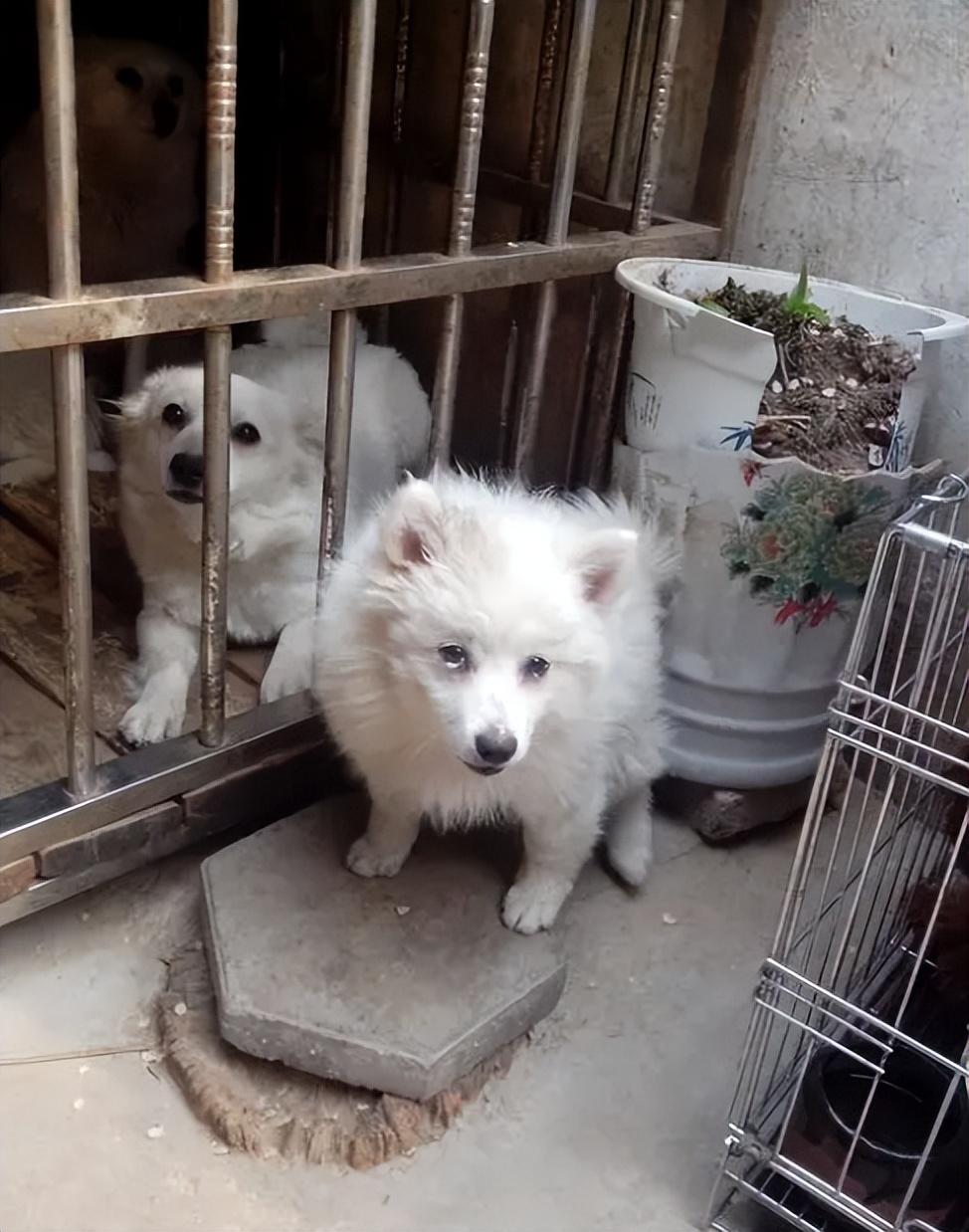 “银狐犬”为何如此少人饲养（附：狐狸犬图片）