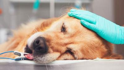 狗狗身患疾病的几大表现(狗狗内脏受损5大征兆)