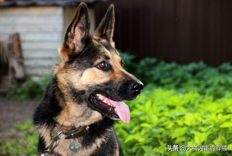 鉴别纯种德牧的方法（教你怎么看德牧幼犬纯不纯）