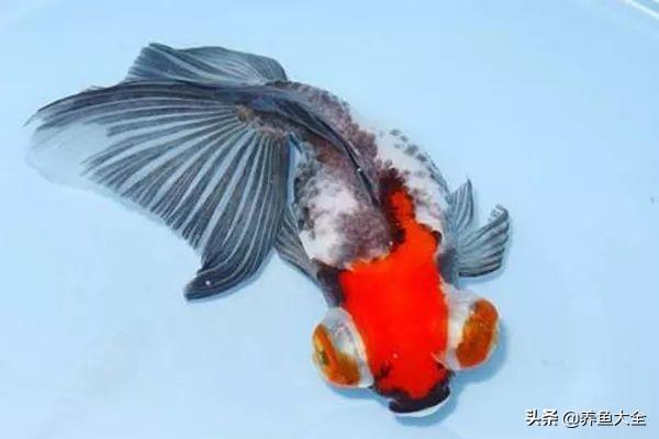 适合新手养的金鱼品种推荐(好养的金鱼品种有哪些)